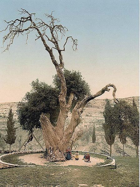 Мамврийский дуб. фото 1900 г. Мамврийский дуб. фото 1900 г.
