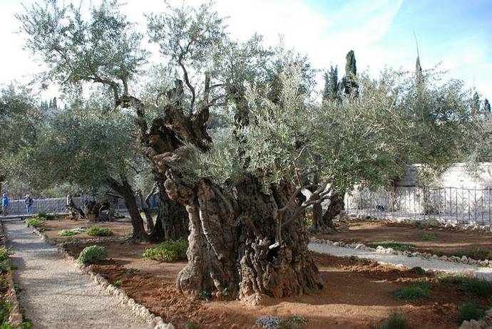 Елеонская гора. Оливковые (масличные) деревья, которым более 2000 лет.