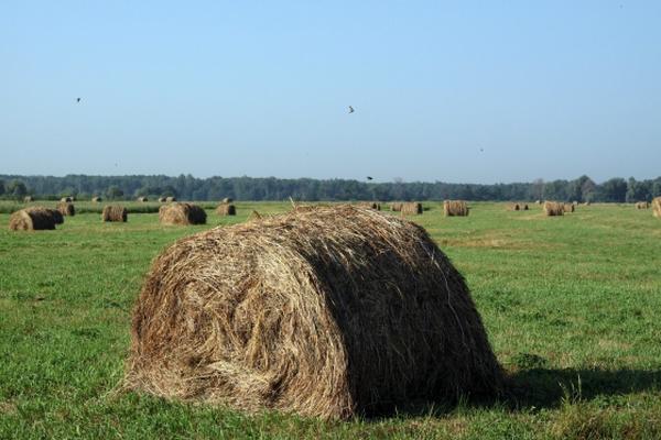 Литургия в Покрова на Нерли Литургия в Покрова на Нерли