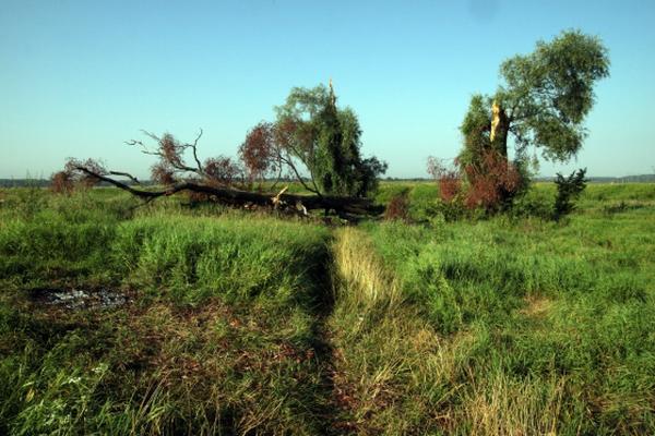 Литургия в Покрова на Нерли Литургия в Покрова на Нерли